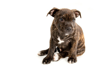 Dog - Staffordshire Bull Terrier, white isolated background