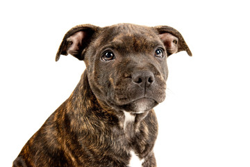 Dog portrait of a Staffordshire Bull Terrier, white background - 74060739