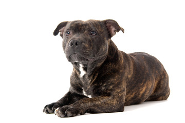 Dog - Staffordshire Bull Terrier, white isolated background