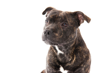 Dog portrait of a Staffordshire Bull Terrier, white background