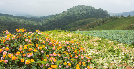 View from high mountain
