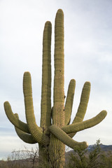 Saguaro Close-Up