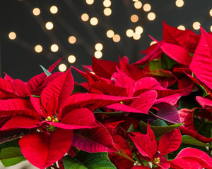 Red poinsettia flowers in bloom dark background