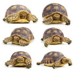 turtle on white background