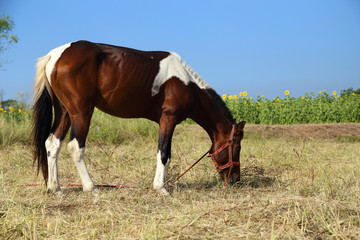 Obraz premium Horses grazing grass