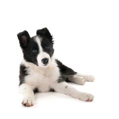 Border Collie puppy © Ivonne Wierink