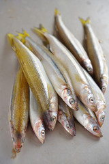 Fototapeta premium Raw smelt