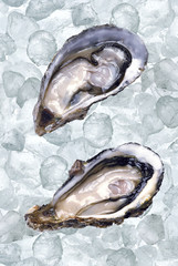 Fresh oysters on ice