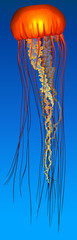 Fototapeta premium A jellyfish