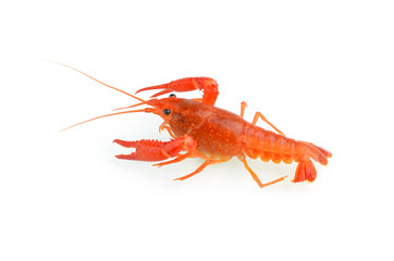 red boiled crawfish over the white background