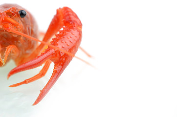 red boiled crawfish over the white background