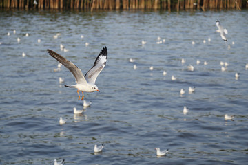 Seagull flying