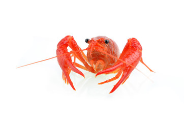 red boiled crawfish over the white background