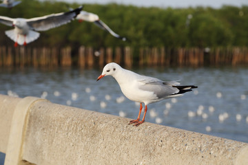 Seagull resting