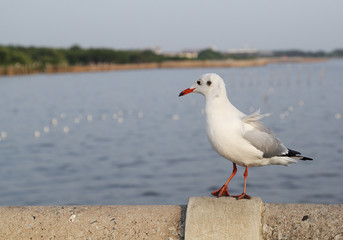 Seagull resting