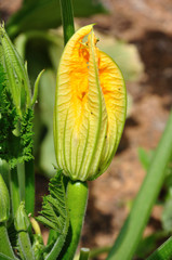 fleur de courgette