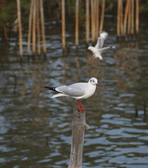 Seagull resting