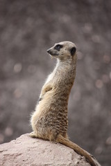 Erdmännchen auf Fels