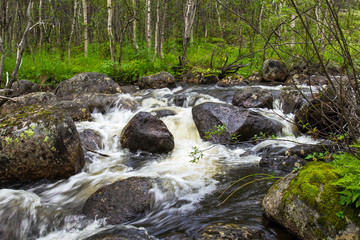 Fast forest river