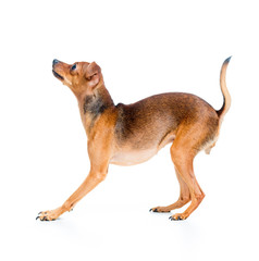 side view of pet dog