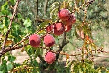 fruits 