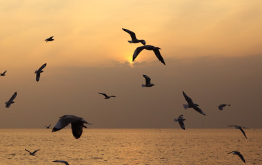 Seagull with sunset