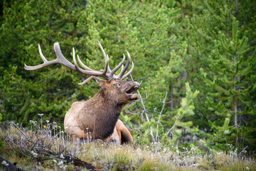 Naklejka na ściany i meble Bugling bull elk in Yellowstone National Park, Wyoming