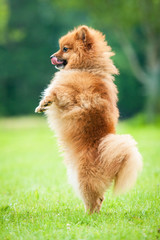 Miniature spitz standing on its hind legs