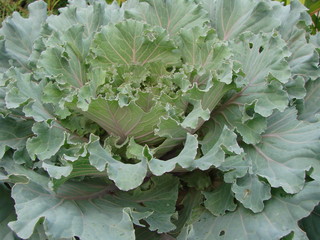 Brassica oleracea