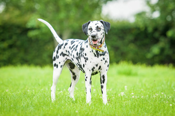 Dalmatian dog standing on the grass - obrazy, fototapety, plakaty
