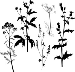 Silhouettes  of flowers and grass