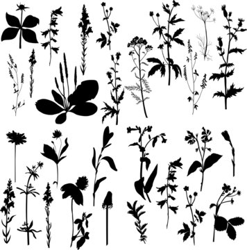 Silhouettes  of flowers and grass