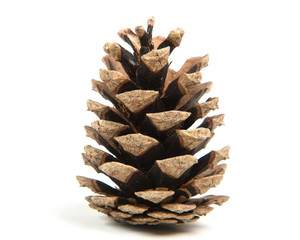 pine cone isolated on a white background