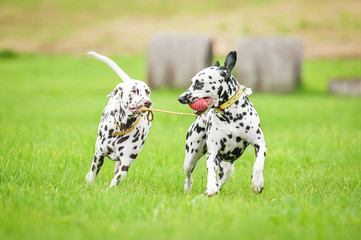 Two dalmatian dogs playing with one toy