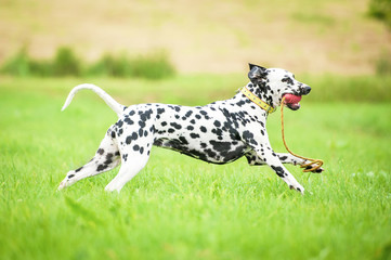 Dalmatian dog running with a toy