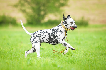 Dalmatian dog running with a toy