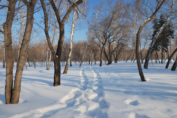 Winter Siberian forest, Omsk region