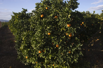 Fototapeta na wymiar campo de naranjas 21