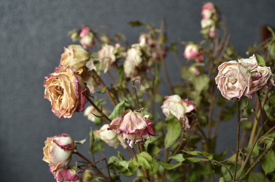 the dried roses with background