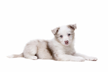 Fototapeta na wymiar Border Collie puppy dog in front of a white background