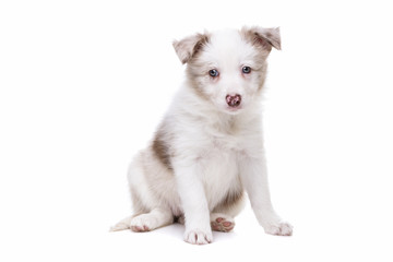 Border Collie puppy dog in front of a white background