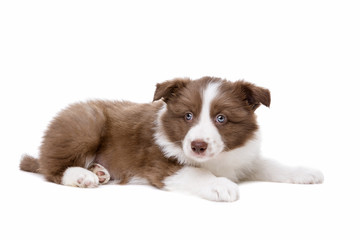 Border Collie puppy dog in front of a white background