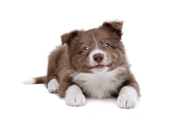 Border Collie puppy dog in front of a white background