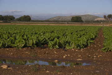 campo de lechugas 6