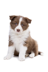 Border Collie puppy dog in front of a white background