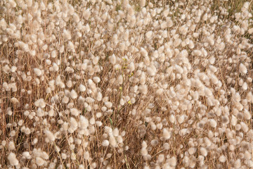 Fleur queue de lièvre -  lagurus ovatus - en floraison