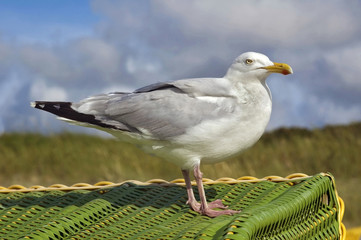 Möwe am Strand