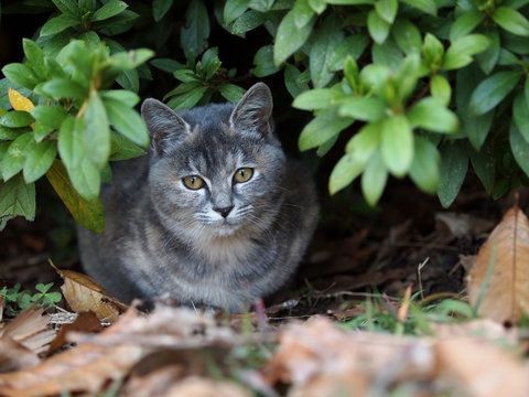 茂みに潜む仔猫