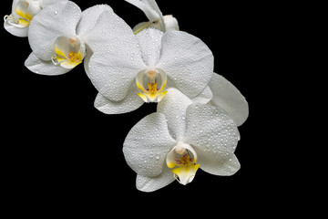 blooming orchid branch isolated on black background close-up