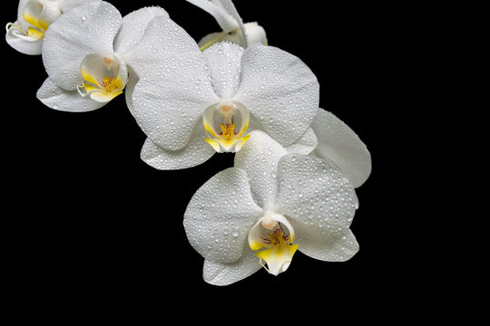 Fototapeta blooming orchid branch isolated on black background close-up